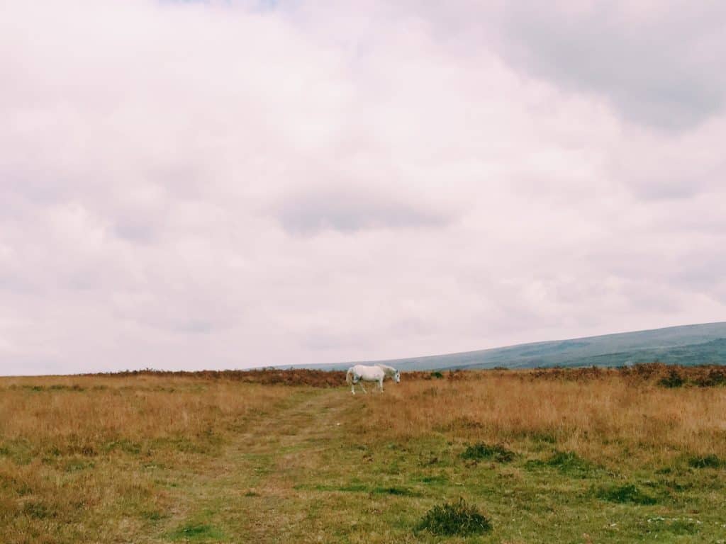 A Dartmoor Walk, Shaugh Bridge and Dewerstone