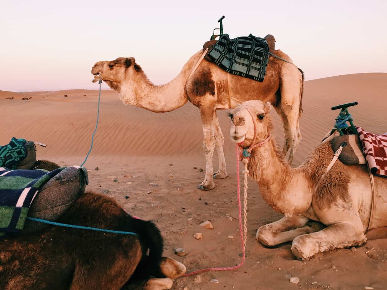 When in Morocco, go on a life changing Sahara Desert tour from Marrakech. We loved our tour and 45 minute camel ride. In this post I discuss common questions, and compare the best Marrakech tours to the Sahara Desert, including why I would NOT go with the company we went with again.