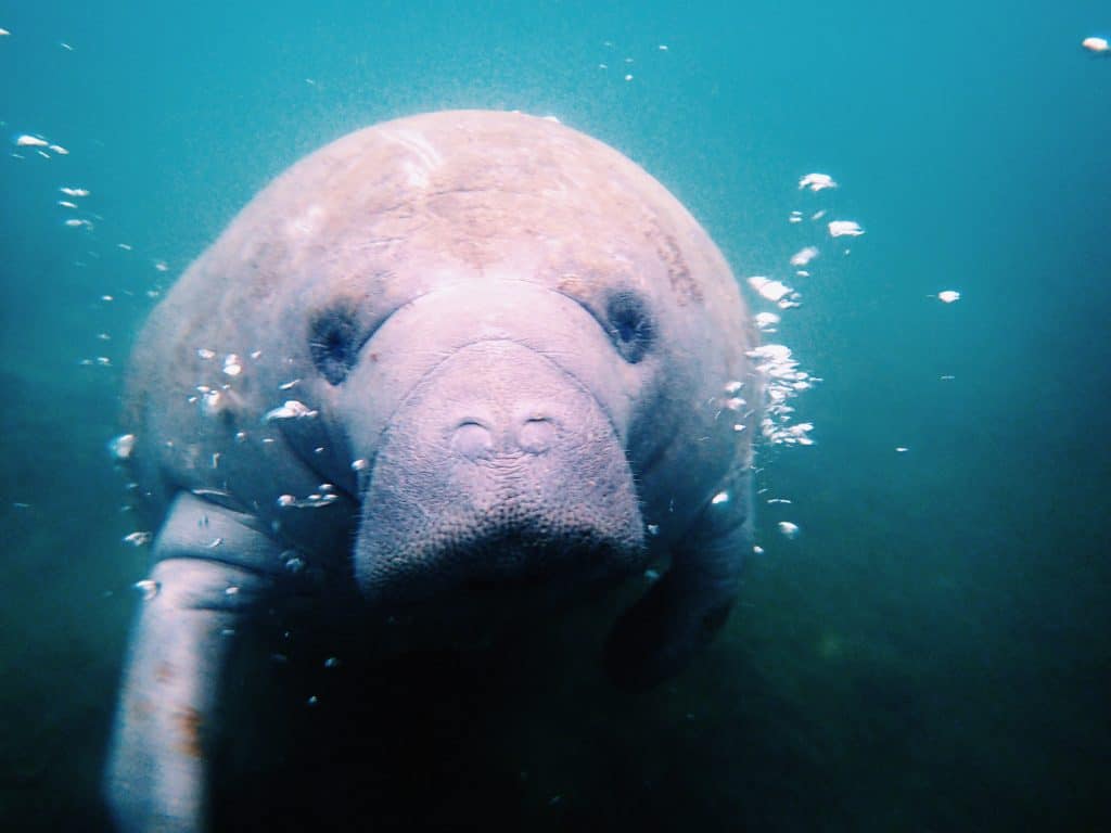 How to Sustainably Swim With Manatees in Florida