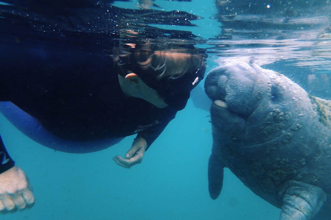It's possible to sustainably swim with manatees in Florida! From the best tour, when to go, and more, read on to see how you can swim with manatees too.