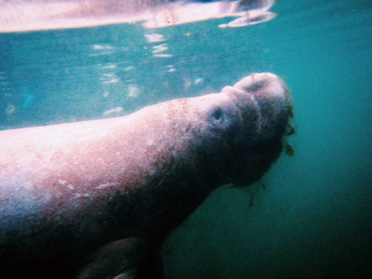 How to Sustainably Swim With Manatees in Florida It's possible to sustainably swim with manatees in Florida! From the best tour, when to go, and more, read on to see how you can swim with manatees too.