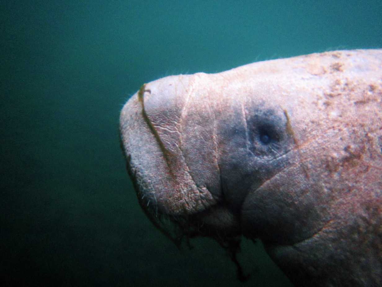 How to Sustainably Swim With Manatees in Florida It's possible to sustainably swim with manatees in Florida! From the best tour, when to go, and more, read on to see how you can swim with manatees too.