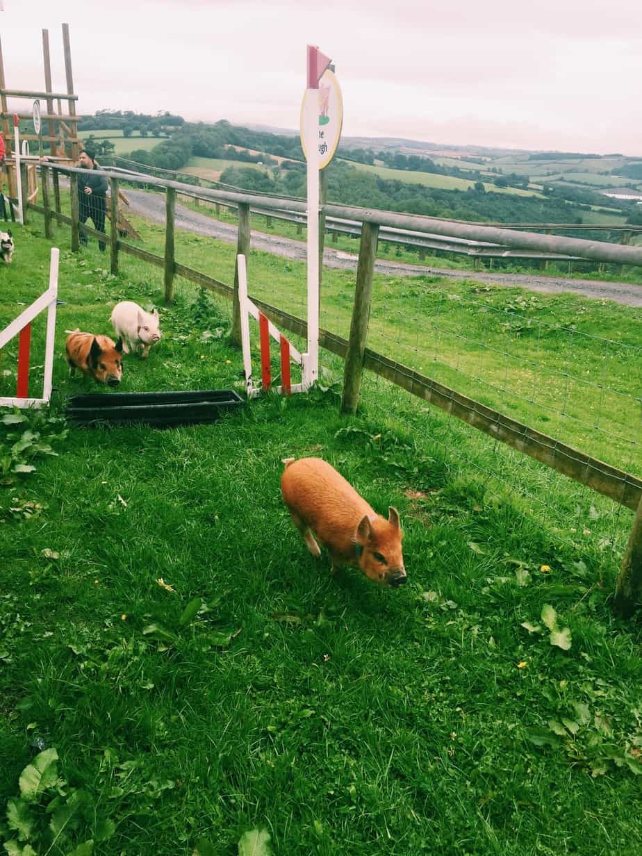 Check cuddling mini pigs in England off your bucket list at Pennywell Farm! I give you all the details including how to get to Pennywell Farm and more. #pennywellfarm #devon #england #travel #minipigs