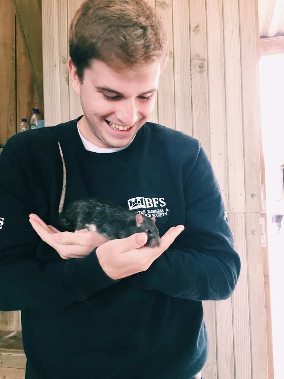 Check cuddling mini pigs in England off your bucket list at Pennywell Farm! I give you all the details including how to get to Pennywell Farm and more. #pennywellfarm #devon #england #travel #minipigs