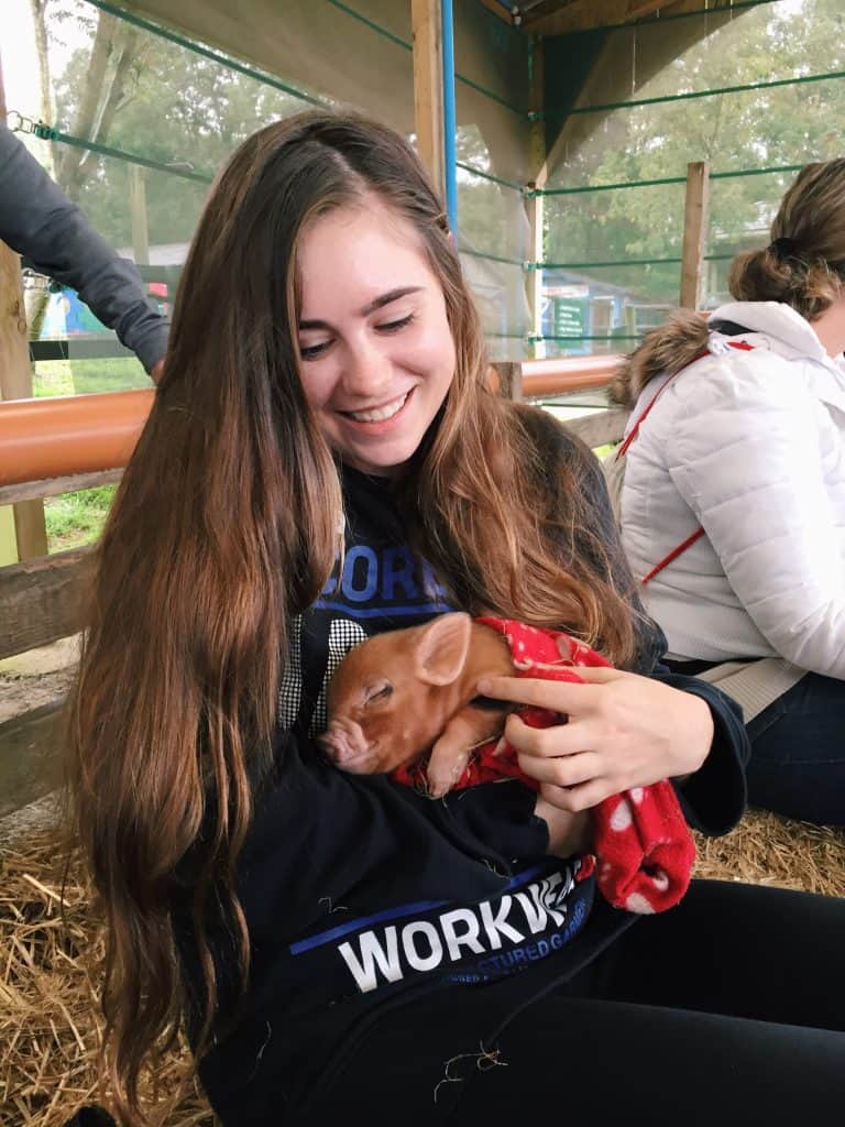 Pennywell Farm: Cuddle Mini Pigs in Devon, England!