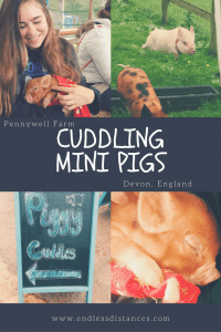 Cuddling Mini Pigs in England: Pennywell Farm