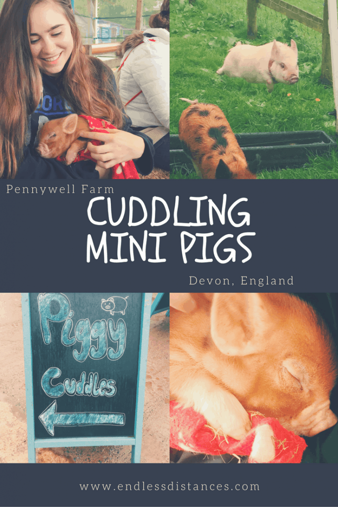 Check cuddling mini pigs in England off your bucket list at Pennywell Farm! I give you all the details including how to get to Pennywell Farm and more. #pennywellfarm #devon #england #travel #minipigs