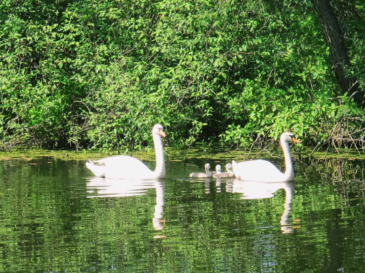 Looking for hotels in Stratford Ontario for your visit to the Stratford Festival? Forest Motel & Woodland Retreat is the most peaceful and unique of hotels in Stratford Ontario, located five minutes from downtown on 32 acres of woodland, offering hot tubs, breakfast, and more! #stratfordcanada #stratfordontario #stratford #forestmotel #stratfordhotels #travel #canada #ontario #stratfordfestival