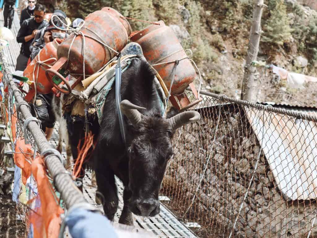 s it still ethical to go trekking in Nepal? This answers all your questions on ethical concerns and trail etiquette for trekking in Nepal. #trekkinginnepal #everestbasecamp #ethicaltravel #nepaltrekking s it still ethical to go trekking in Nepal? This answers all your questions on ethical concerns and trail etiquette for trekking in Nepal. #trekkinginnepal #everestbasecamp #ethicaltravel #nepaltrekking