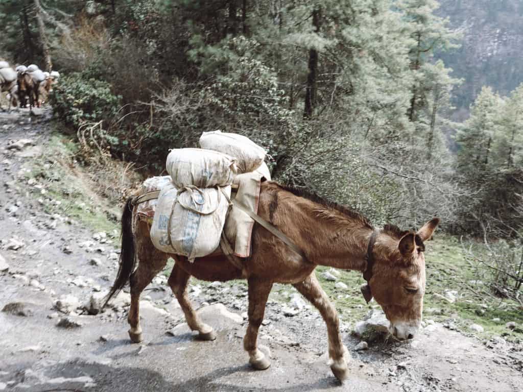 s it still ethical to go trekking in Nepal? This answers all your questions on ethical concerns and trail etiquette for trekking in Nepal. #trekkinginnepal #everestbasecamp #ethicaltravel #nepaltrekking s it still ethical to go trekking in Nepal? This answers all your questions on ethical concerns and trail etiquette for trekking in Nepal. #trekkinginnepal #everestbasecamp #ethicaltravel #nepaltrekking