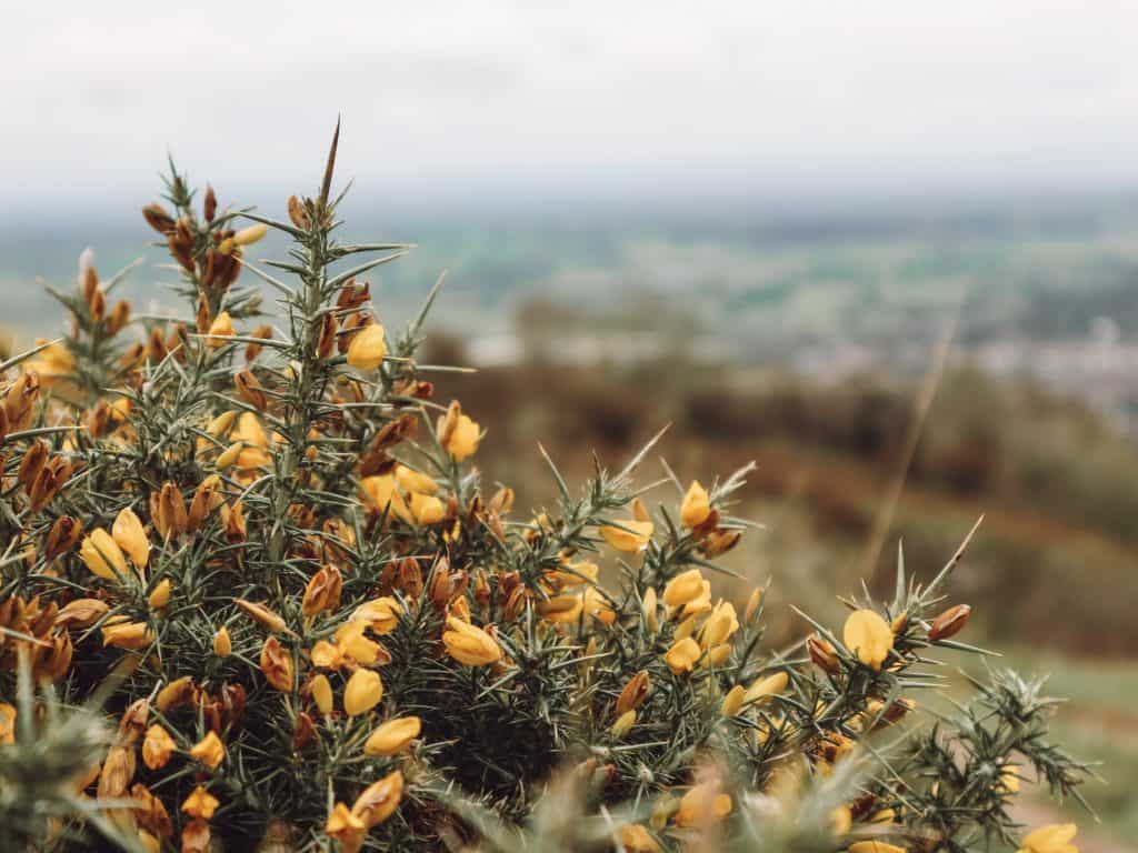 A visit to Cheddar Gorge in Somerset, England is the perfect time to get outdoors. Enjoy stunning panoramic views on these 11 Cheddar Gorge walks. #cheddargorgewalks #walksincheddargorge #somerset #mendiphills #cheddargorge #thingstodoincheddargorge