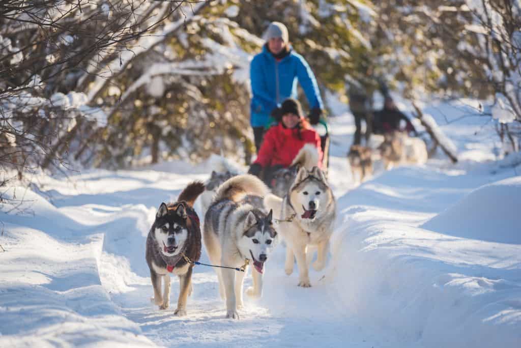 Dog sledding in Quebec City is a bucket list experience during a winter visit.
