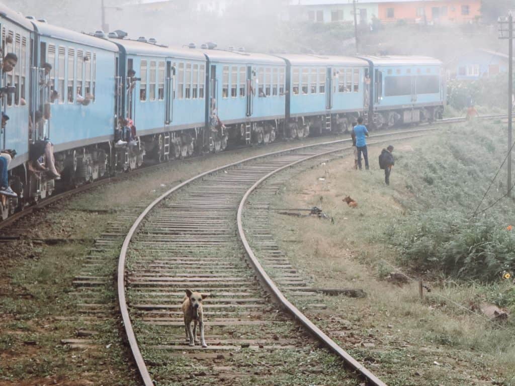 Dog on train tracks in Sri Lanka.