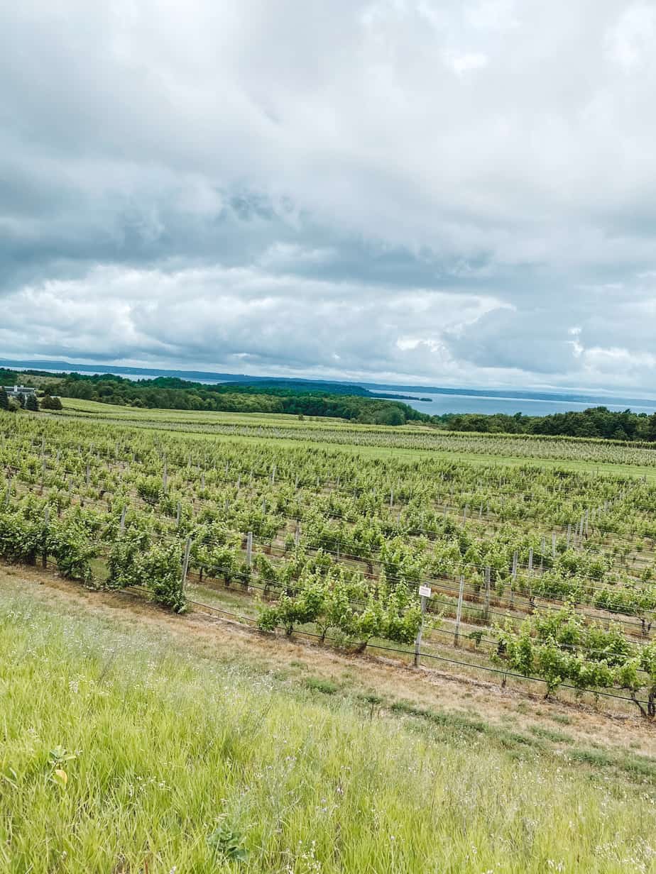 old mission peninsula wineries 18 Endless Distances