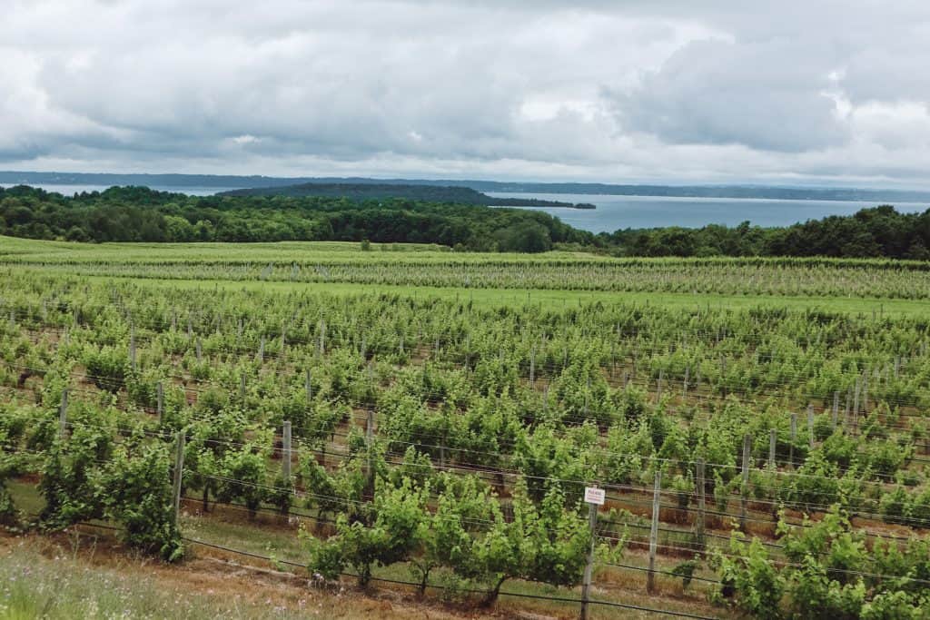 Views over an Old Mission Peninsula winery