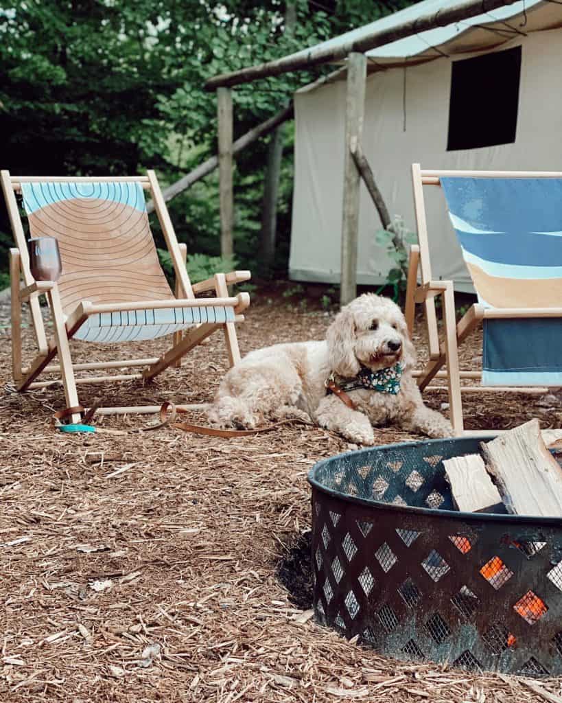 Dog at the fireside at The Fields of Michigan - dogs are allowed!