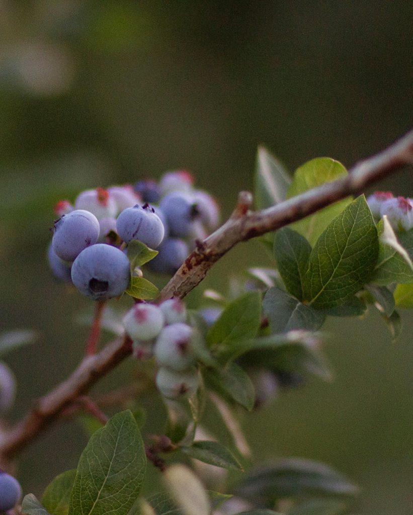 Blueberries at The Fields of Michigan