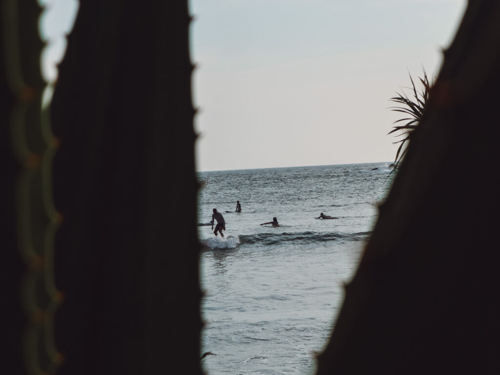 surfers viewed between aloe leaves in Hiriketiya Sri Lanka