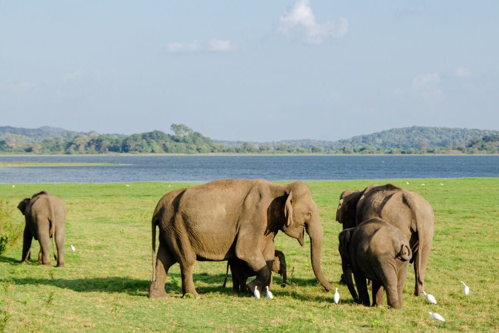 Elephants of Udawalawe National Park in Sri Lanka