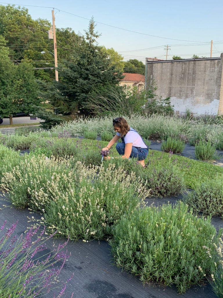 Sarah picking lavender at the Sixteen Sprigs the only urban lavender farm in Michigan