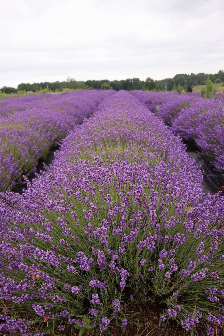 lavender farms in michigan 10 Endless Distances