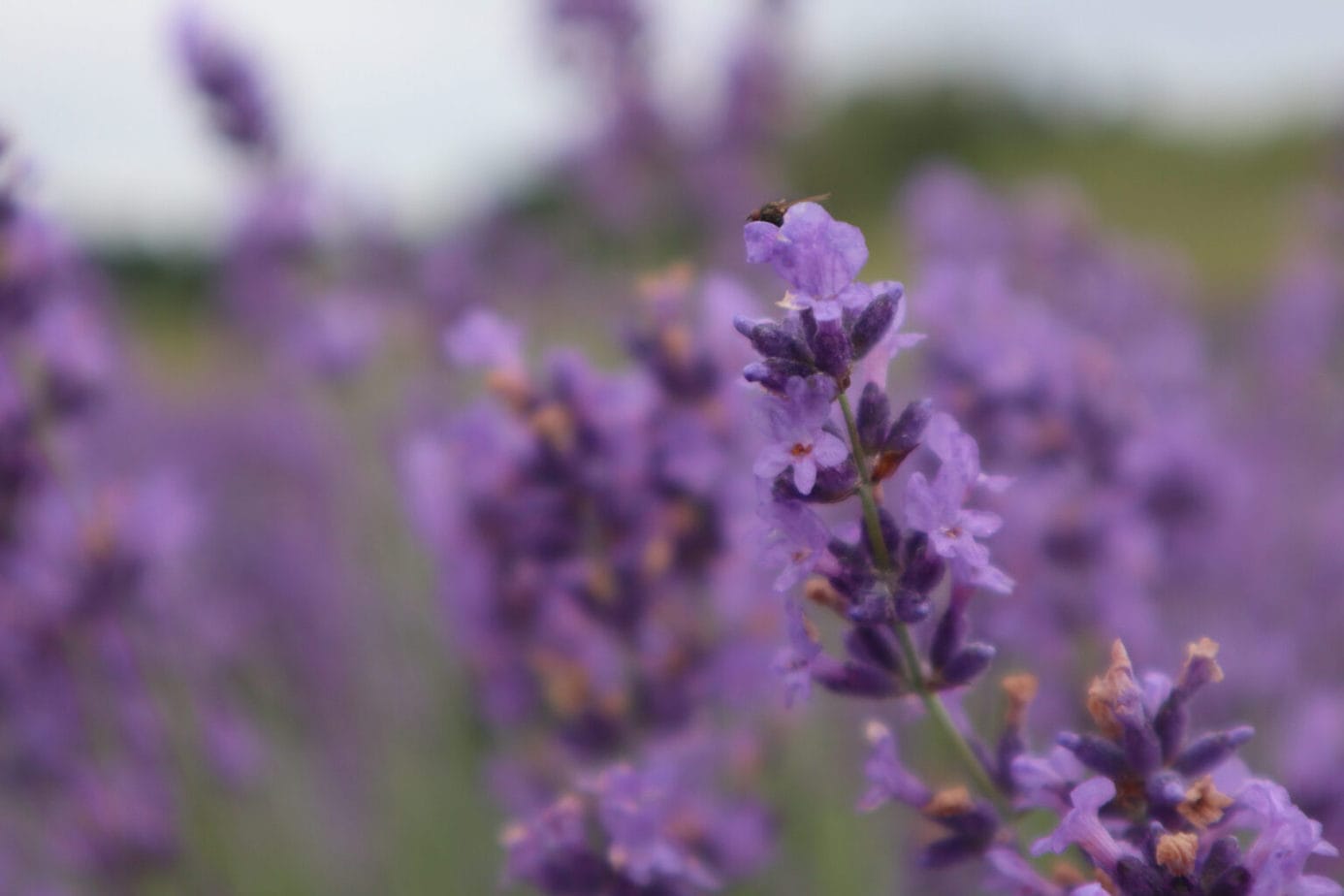 17 Amazing Lavender Farms in Michigan You Must Visit This Summer