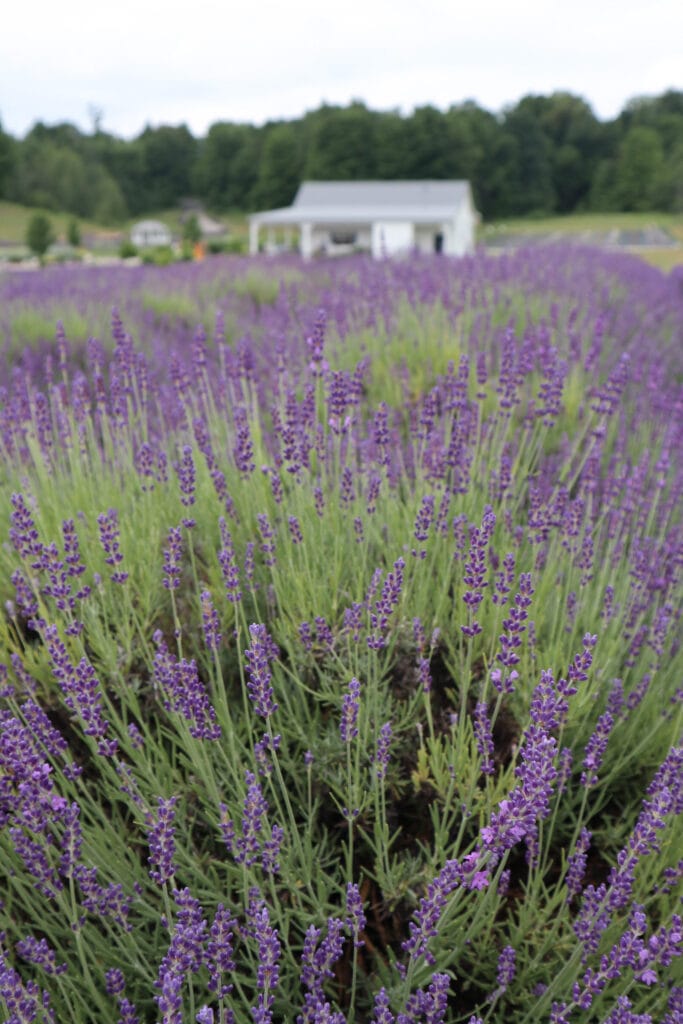 Brys Estate lavender farm