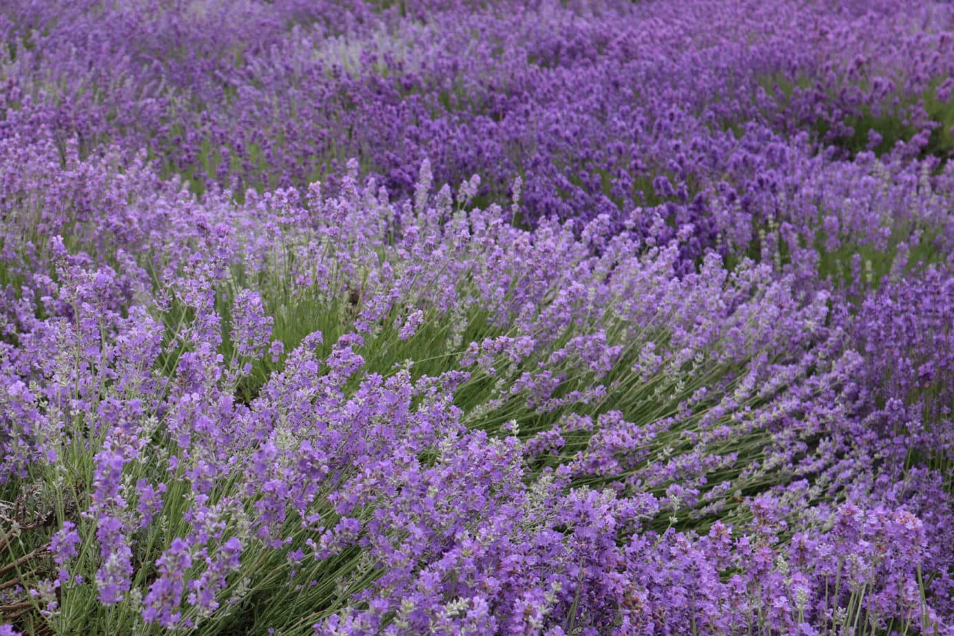 17 Amazing Lavender Farms in Michigan You Must Visit This Summer