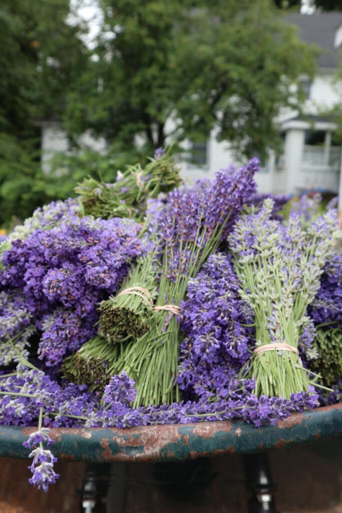 Harbor View lavender farm on old mission peninsula