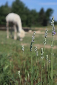 Northern Lavender alpaca