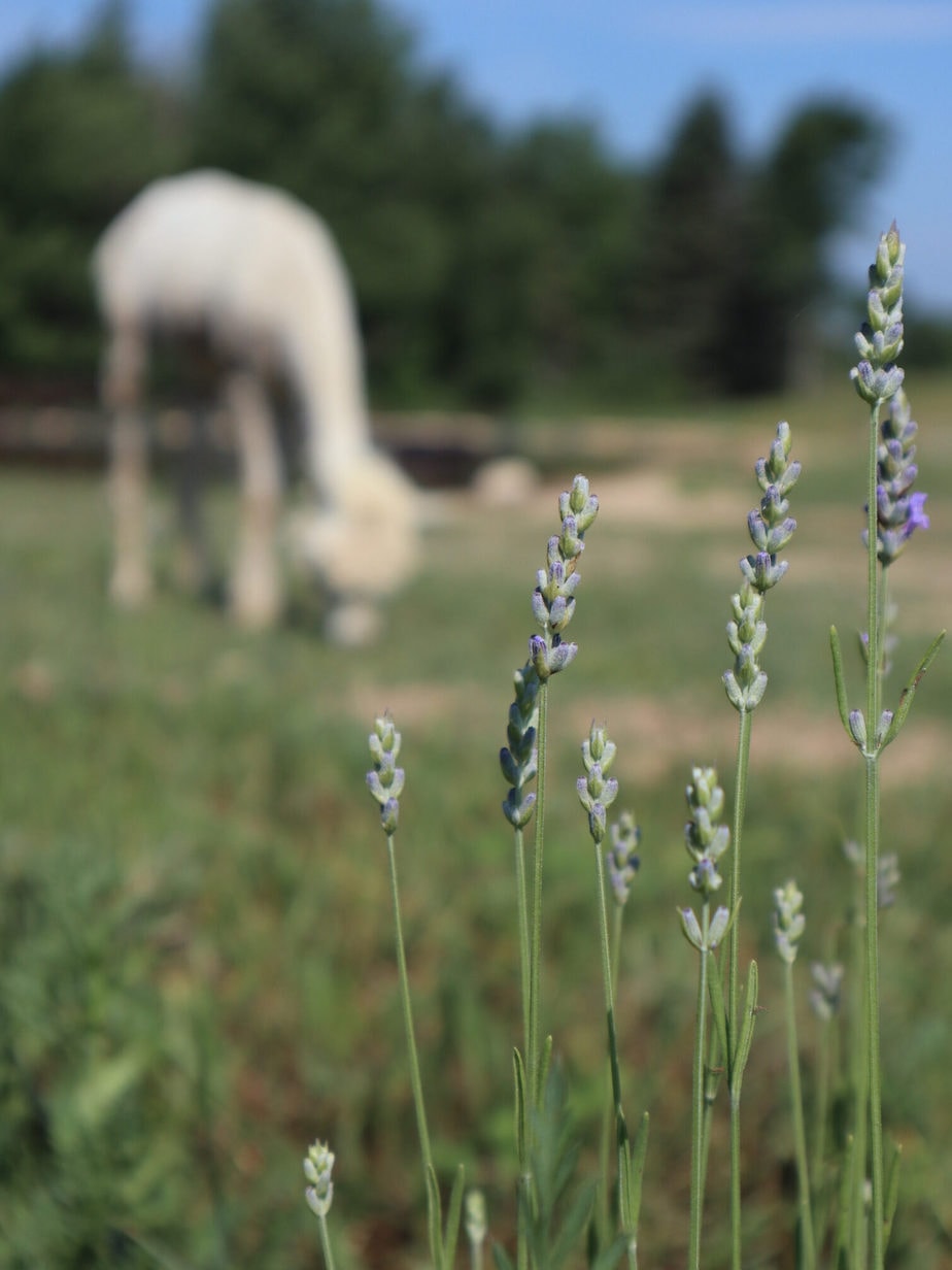 Northern Lavender alpaca