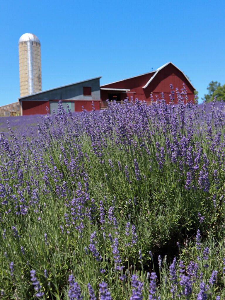 17 Amazing Lavender Farms in Michigan You Must Visit This Summer