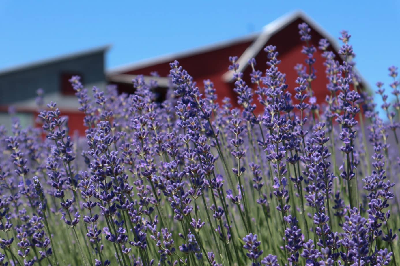 17 Amazing Lavender Farms in Michigan You Must Visit This Summer