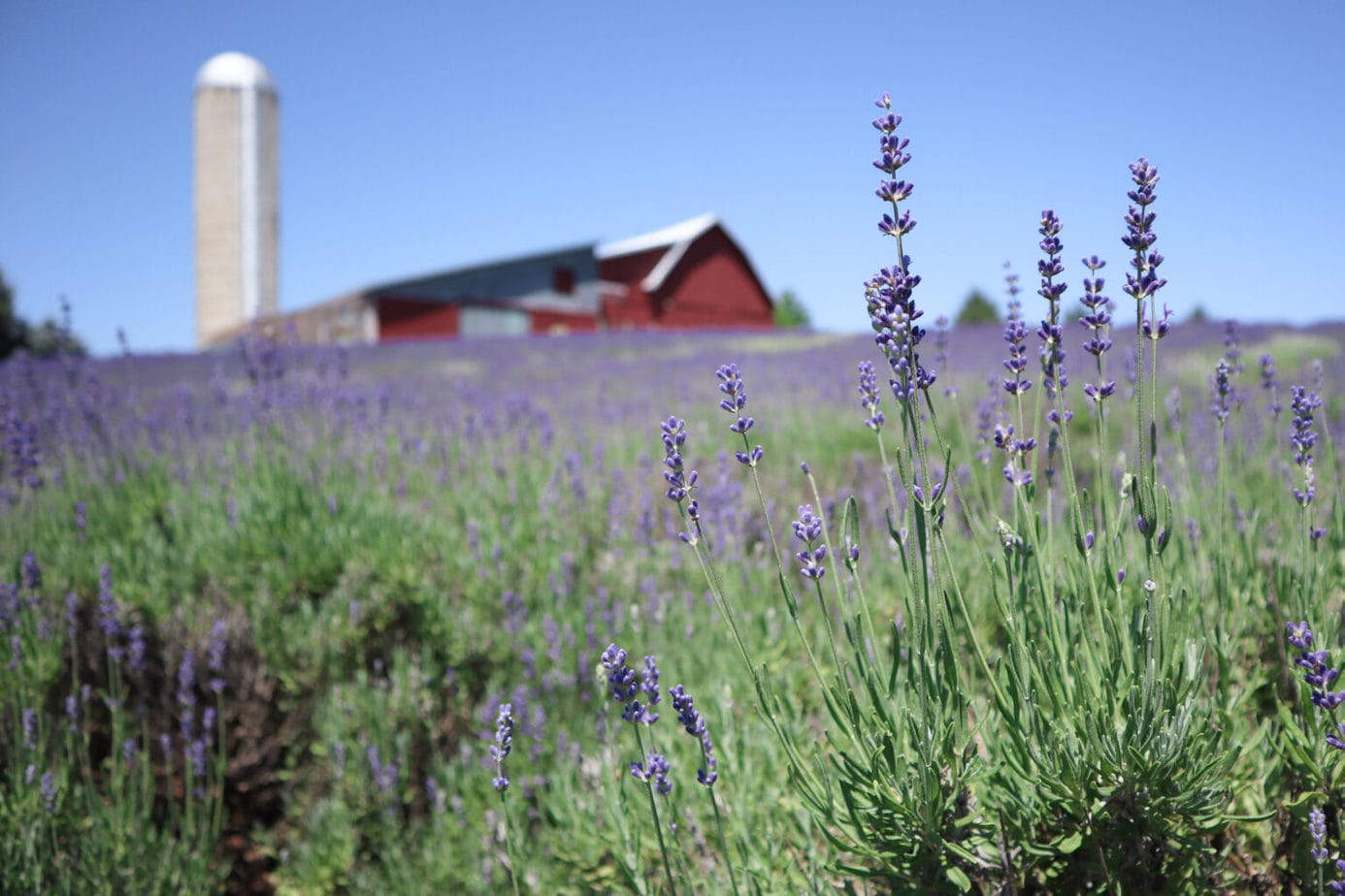 17 Amazing Lavender Farms in Michigan You Must Visit This Summer