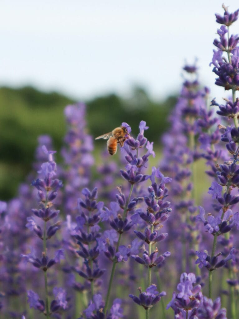 17 Lavender Farms in Michigan You Must Visit This Summer