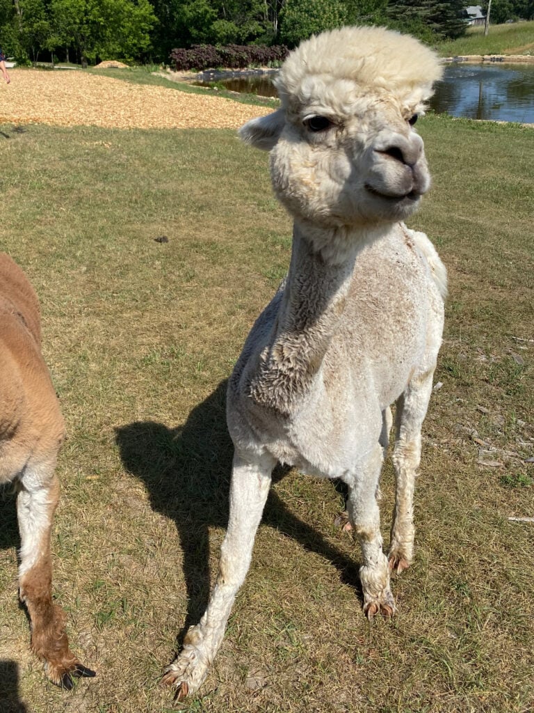 Northern Lavender alpaca