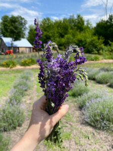 Bohemian lavender farm in Michigan