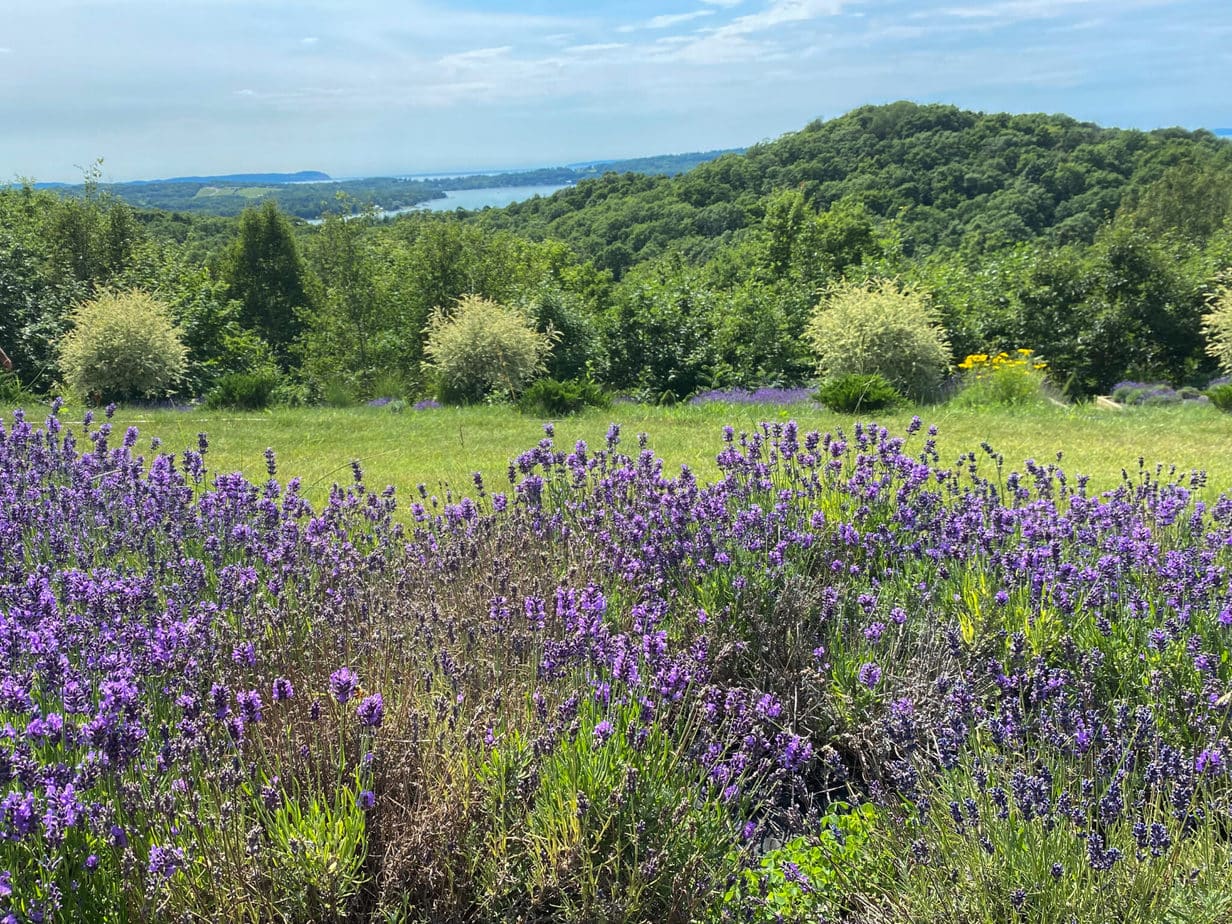17 Amazing Lavender Farms in Michigan You Must Visit This Summer