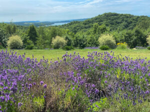 Terrazza di Lavanda lavender farm in Michigan