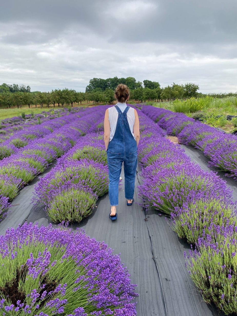17 Amazing Lavender Farms in Michigan You Must Visit This Summer