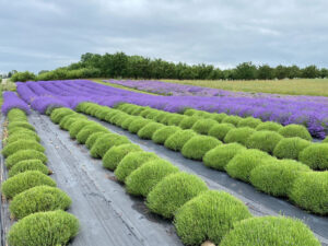 lavender on old mission peninsula lavender farms in michigan