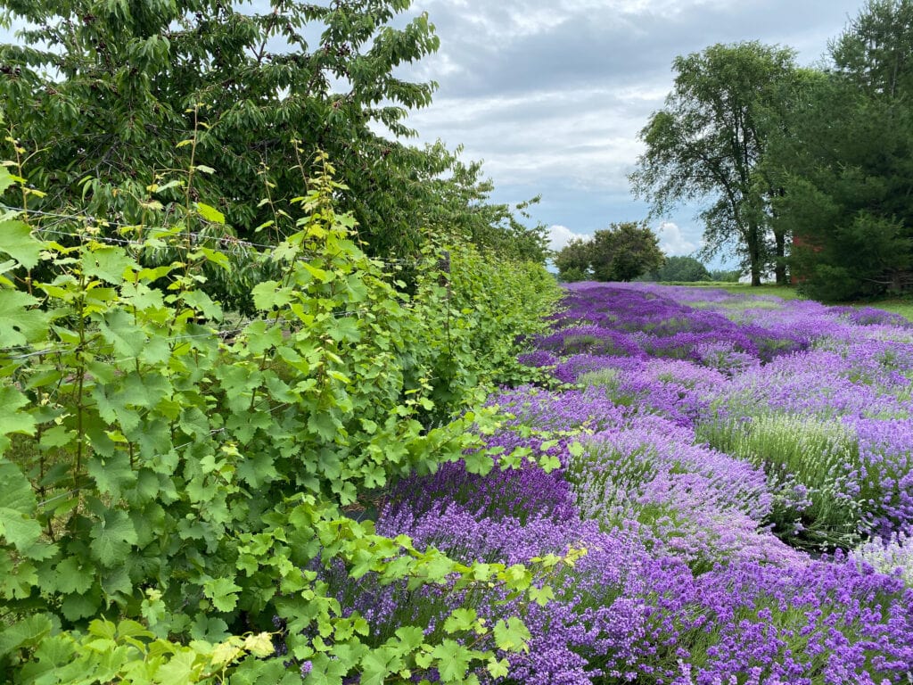 Harbor View lavender farm on old mission peninsula