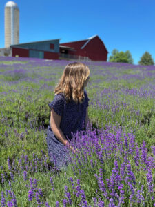 Lavender Hill Farm in northern Michigan