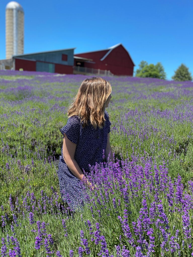 Lavender Hill Farm in northern Michigan