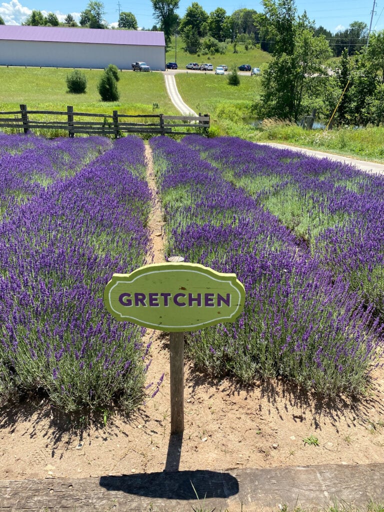 lavender farms in michigan