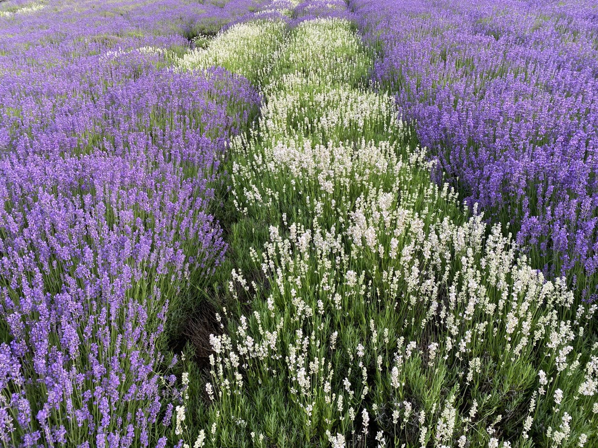 17 Amazing Lavender Farms in Michigan You Must Visit This Summer