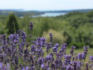 Lavender at Terrazza di Lavanda, a lavender farm and B&B on the Leelanau Peninsula.
