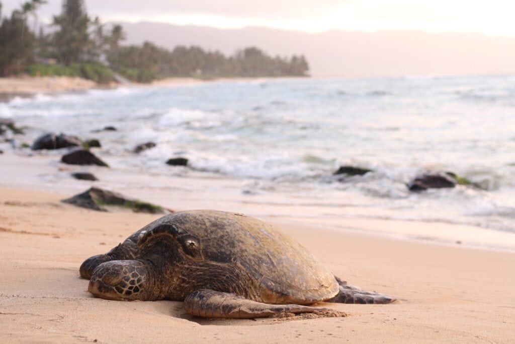 How to See Nesting Sea Turtles in Florida on a Turtle Walk