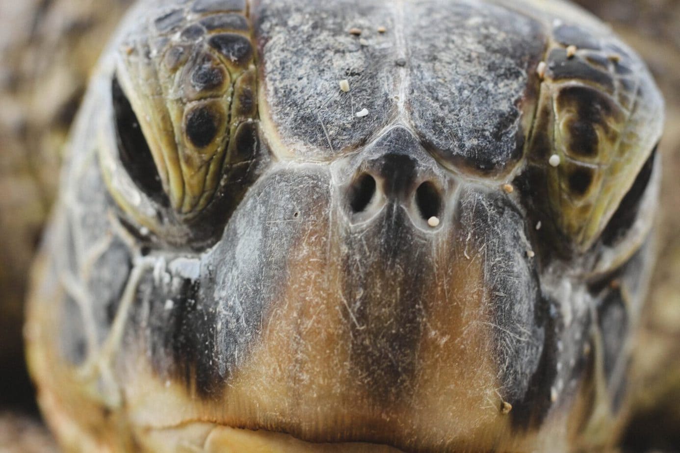 How to See Nesting Sea Turtles in Florida on a Turtle Walk