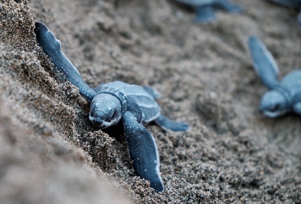 turtle nesting tours florida